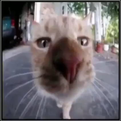 NovalisCelestica's Avatar